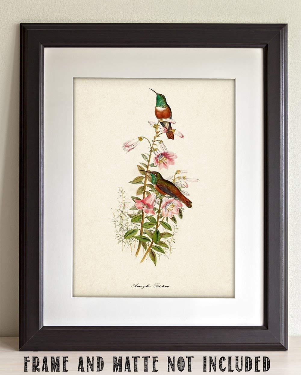 Two Hummingbirds Art Print - 11x14 Unframed Art Print - Great Home Decor and a Great Gift for Bird Watchers