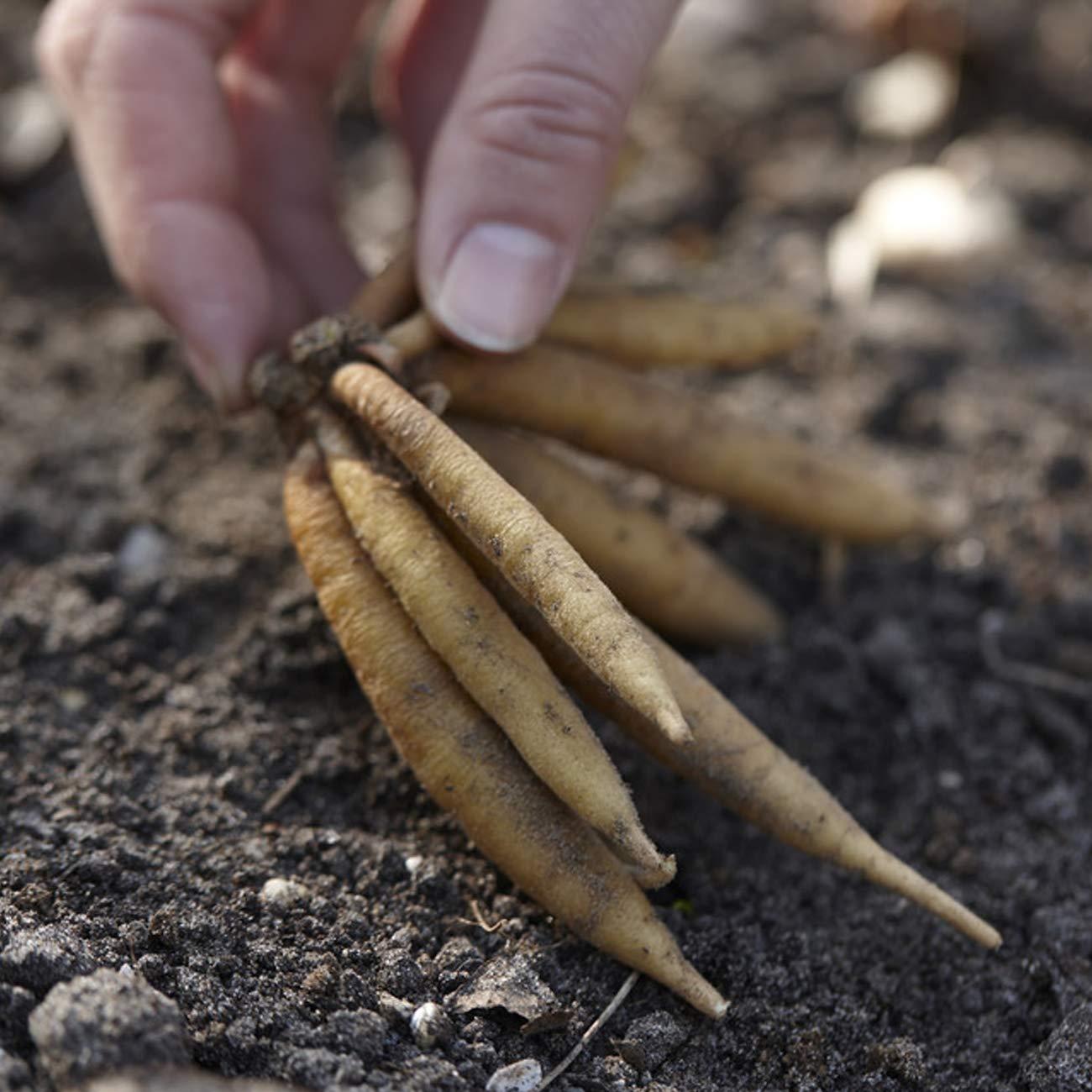 Van Zyverden Astilbe Visions® 3 Plant Roots Multicolor Partial Shade Perennial Pollinator 1 lb