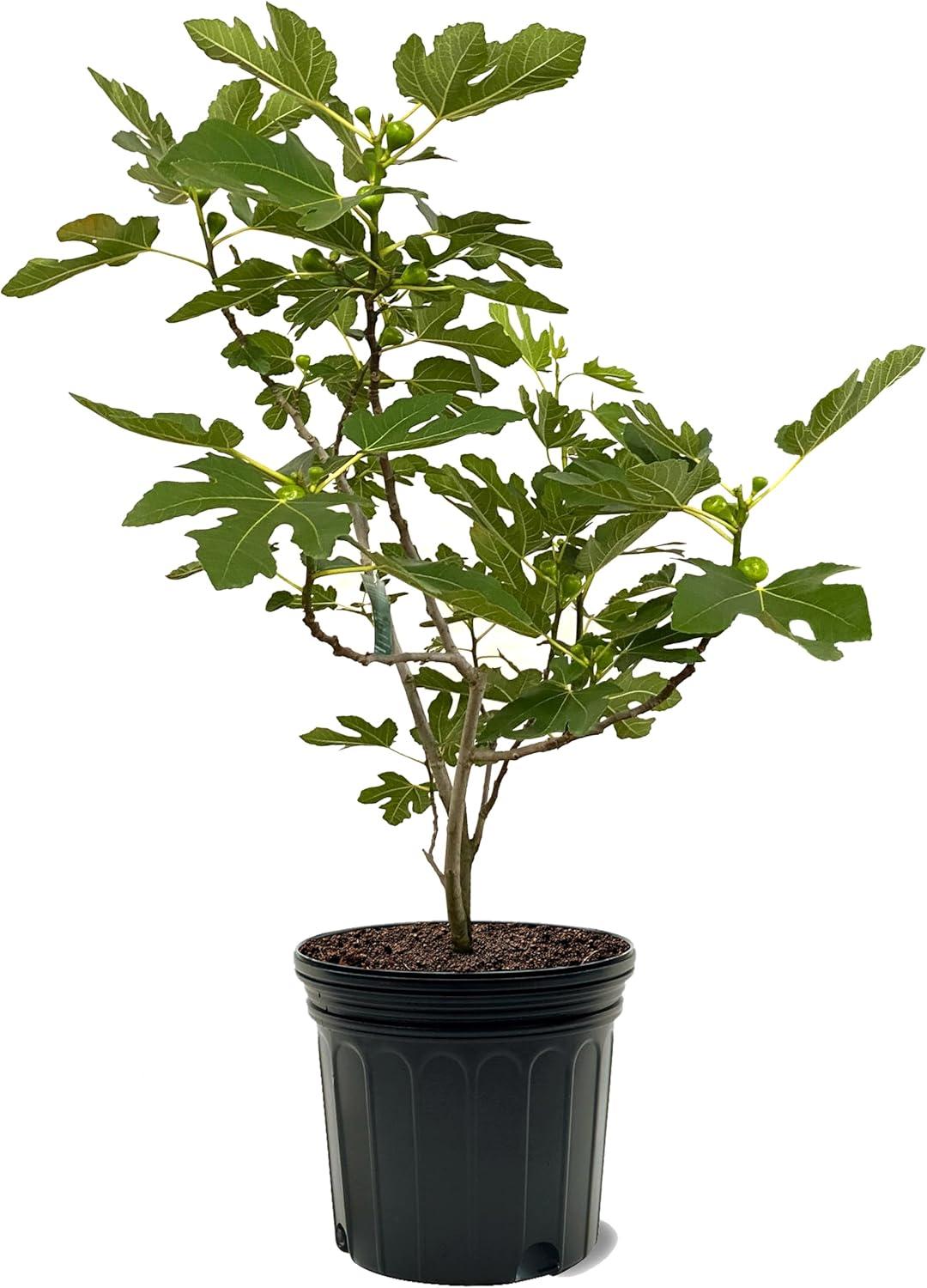 Brown Turkey Fig Tree in Black Plastic Pot, 2-3ft Tall