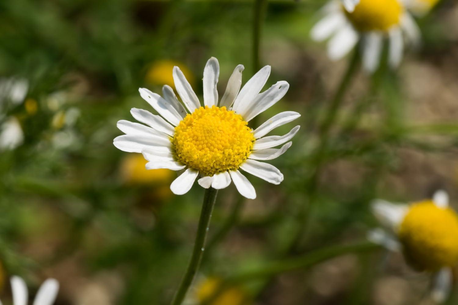 US Organic Chamomile Essential Oil (Roman), 100% Pure Certified USDA Organic 5ml