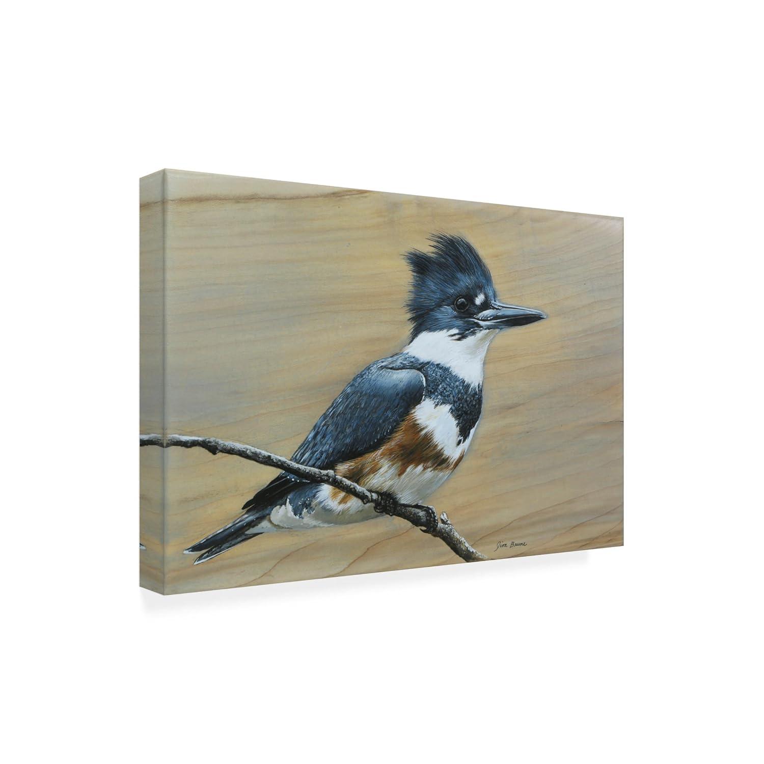 Canvas Wall Art - Jim Brune 'Belted Kingfisher' Wall Art for Living Room, Bedroom, or Office DÃ©cor by Trademark Fine Art - 19 x 12 Inches