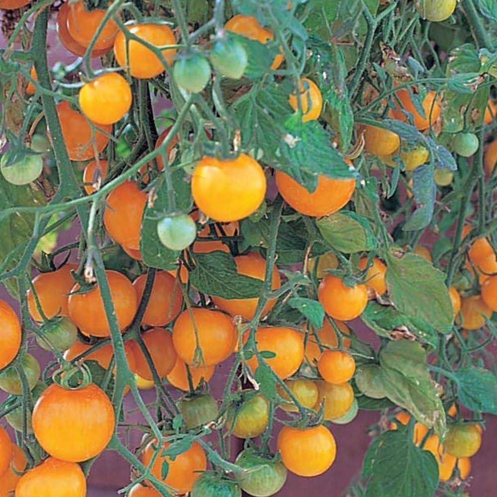 Golden Yellow Tumbling Tom Cherry Tomato Plant for Hanging Baskets