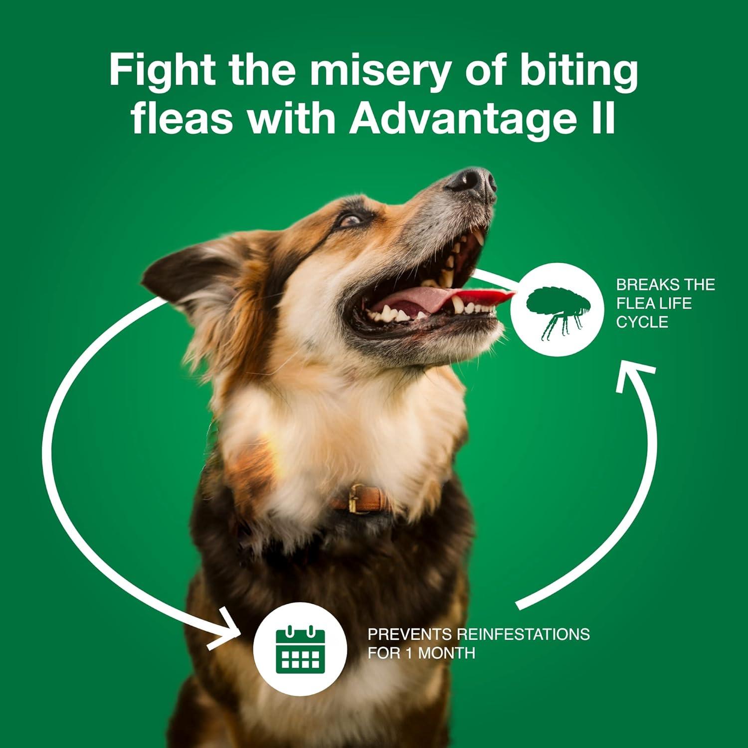 Advantage II Vet-Recommended Flea Prevention for Large Dogs 21-55 lbs, 4-Monthly Treatments