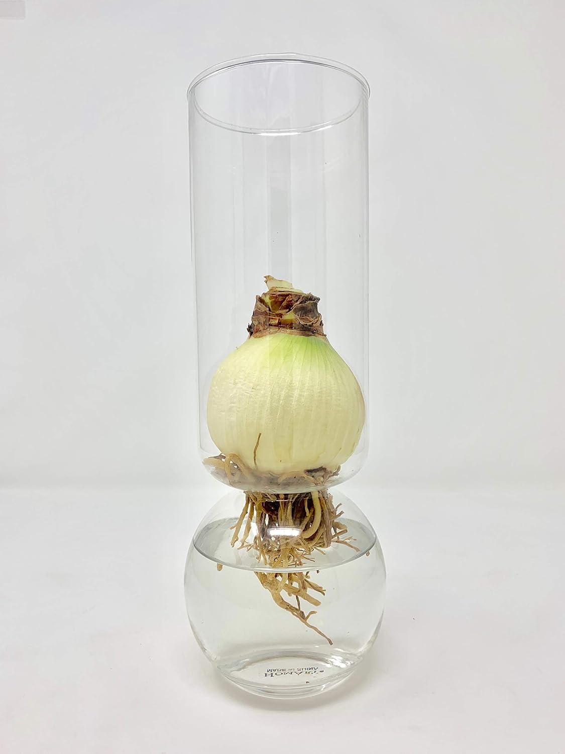 Tall Clear Glass Bulb Vase for Hydroponic Plants