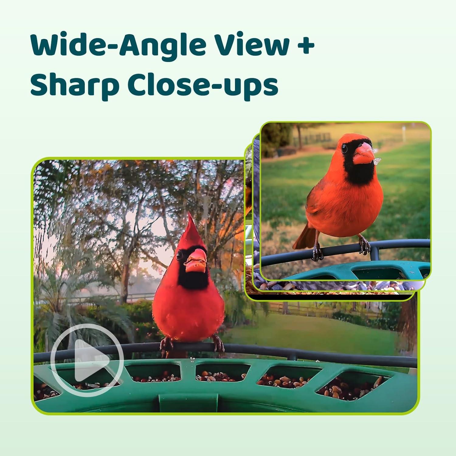 Birdfy Birdfy 2 Smart Bird Feeder with Camera, Dual-Lens, Solar-Powered, Wireless Installation, Auto-Capture Bird Videos & Motion Detection, Gift Present