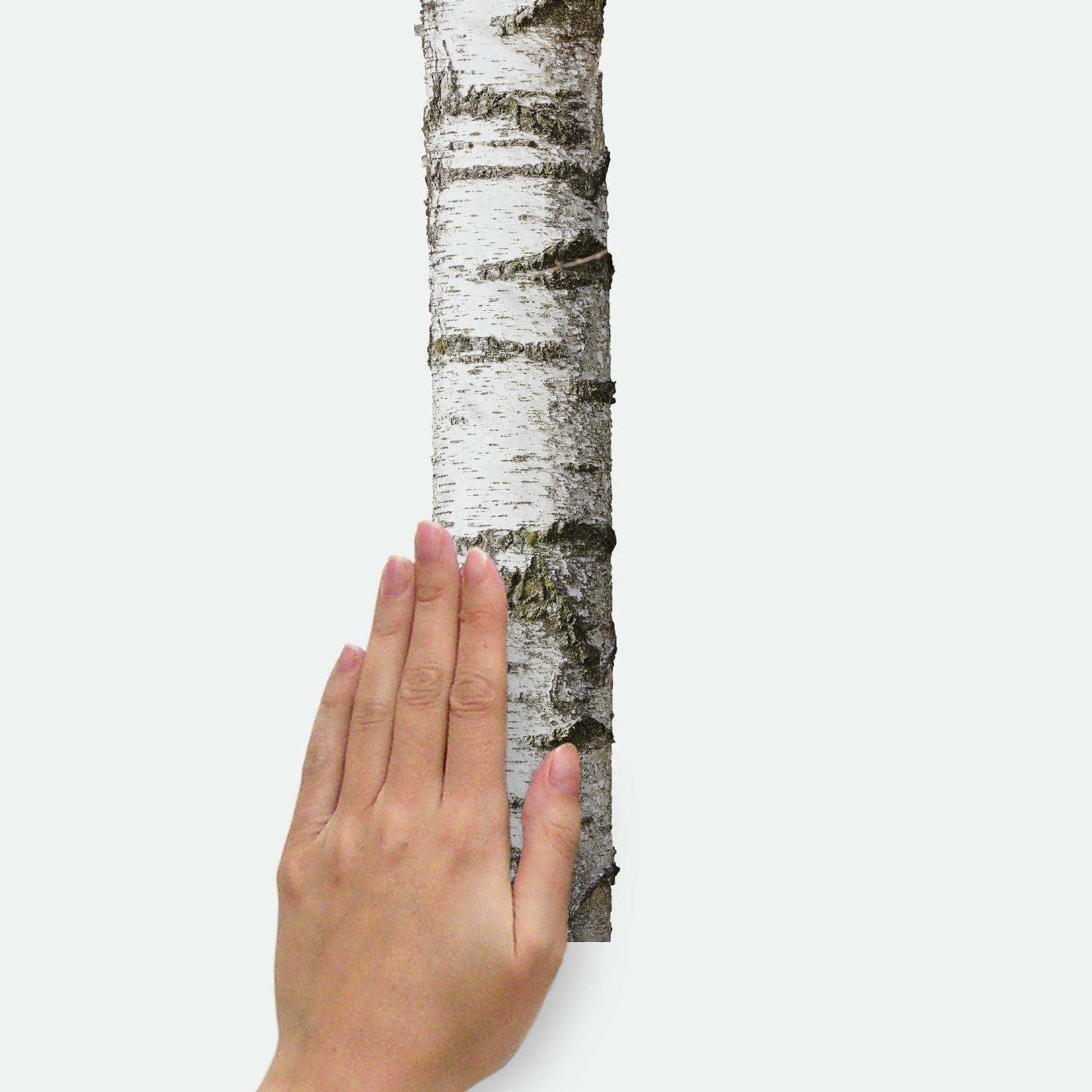 15" x 86" Realistic Birch Trees Peel and Stick Giant Wall Decal - RoomMates: Vinyl, Modern Decor, Peelable