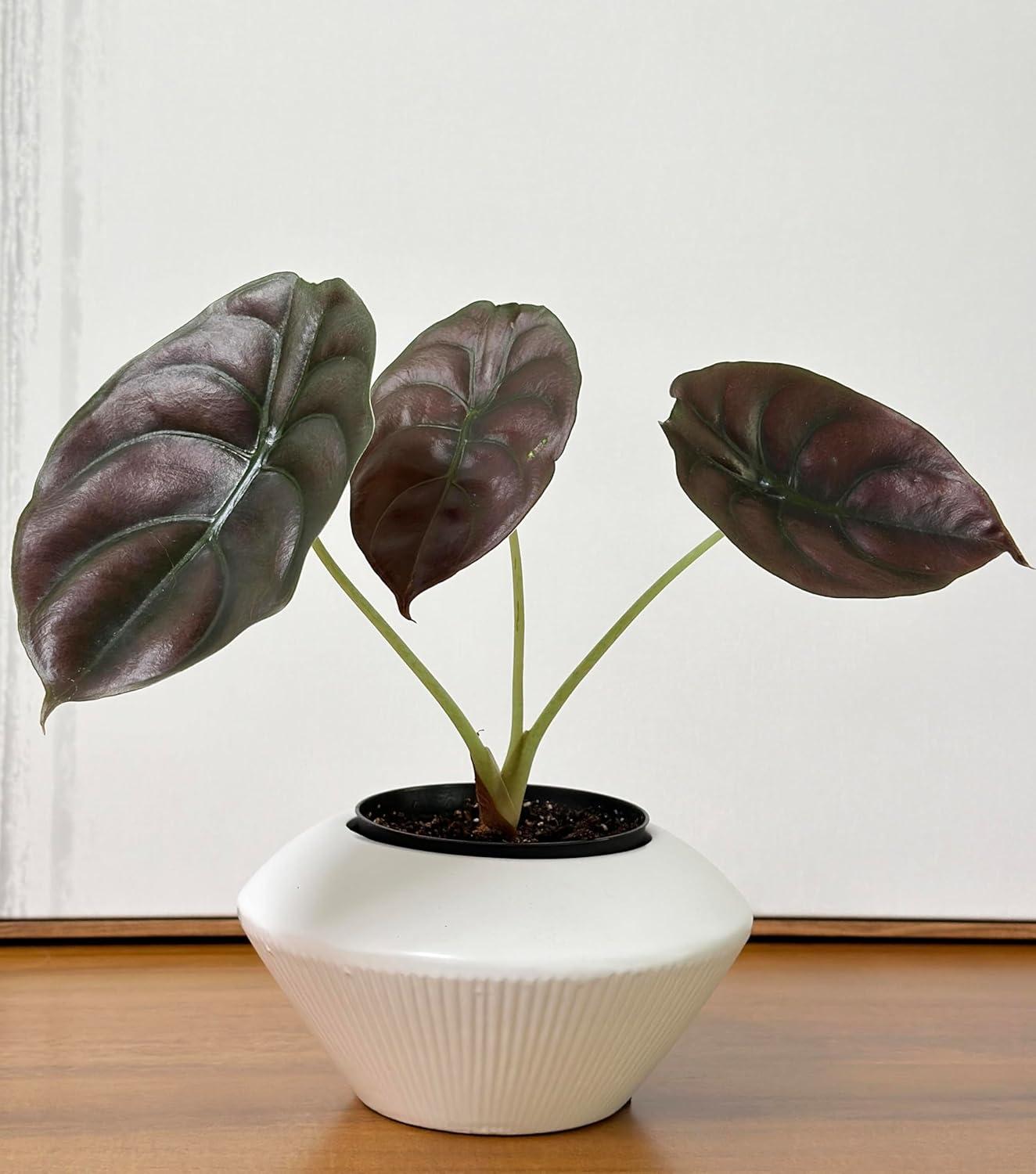 Admired by Nature Ceramic Planter Ceramic Table Vase