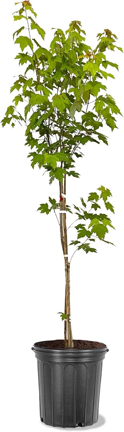 American Red Maple Tree in 5-Gallon Pot