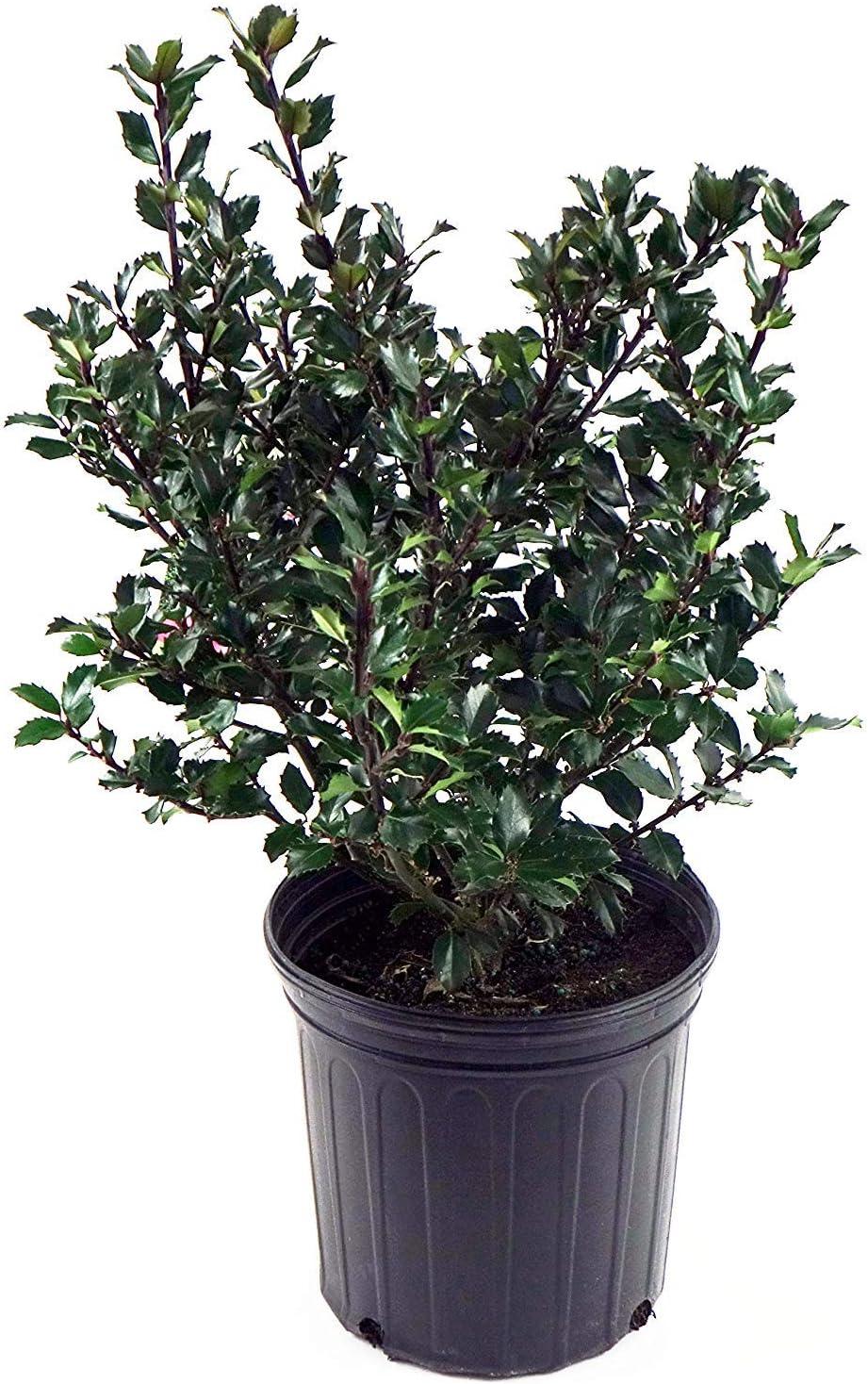 Ilex X meserveae 'Blue Prince' (Blue Holly) Evergreen, #3 - Size Container