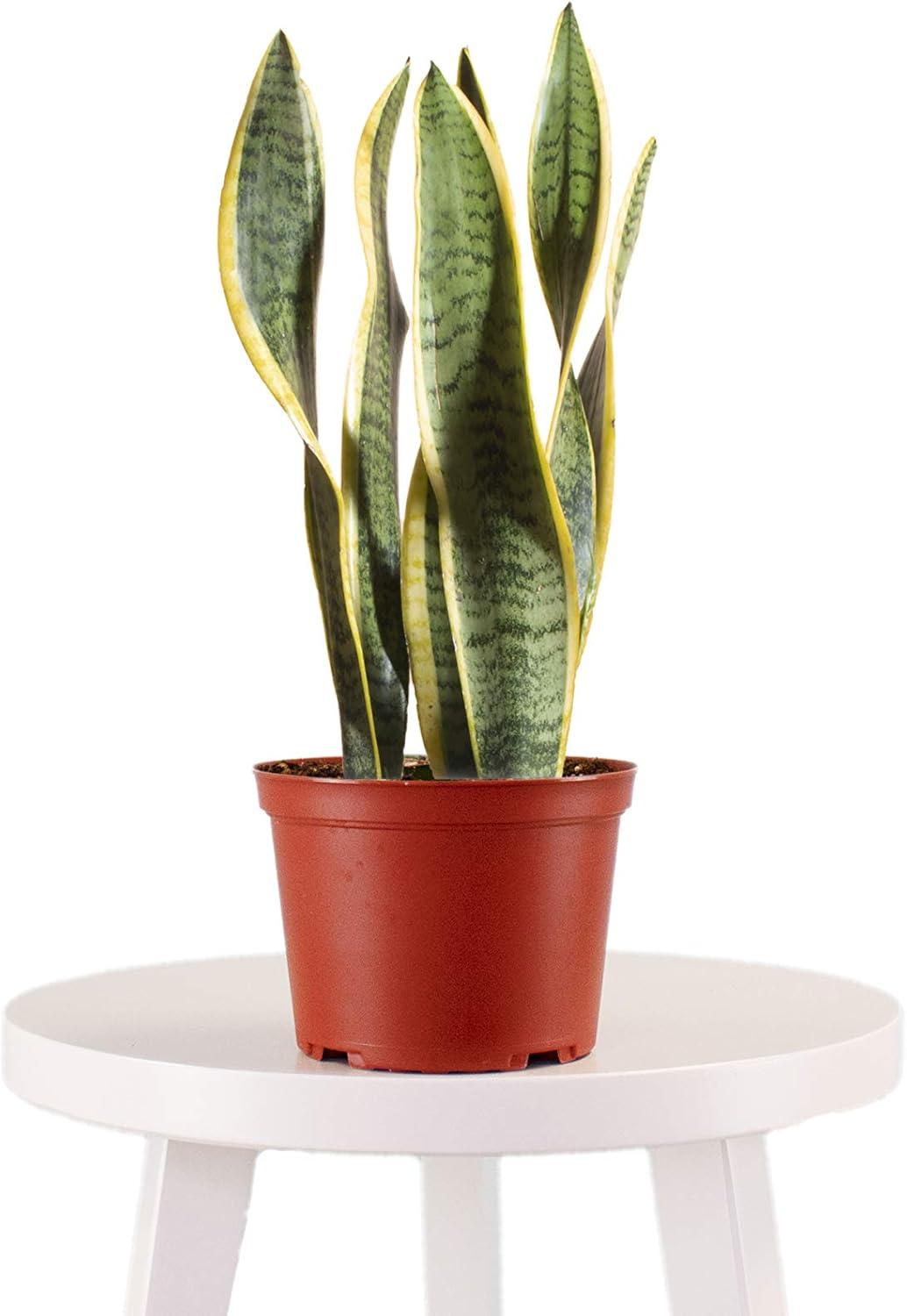 Sansevieria Laurentii Snake Plant in 6" Terracotta Pot