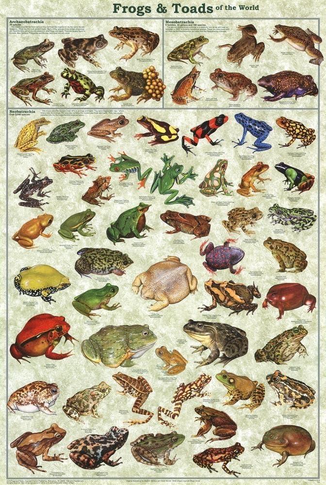 Frogs & Toads of the World Laminated Educational Science Classroom Chart Print Poster 24x36