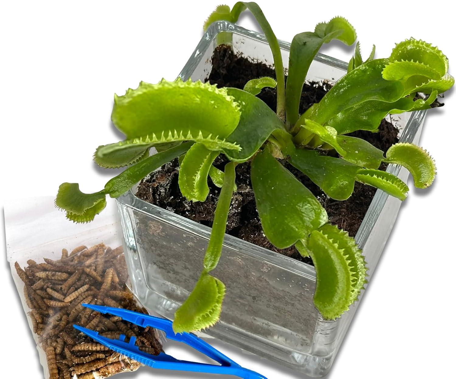 Venus Flytrap Live Plant Kit with Carnivorous Plant Food in 2.5" Glass Cube – Indoor Bug-Eating Plant with Tweezers & Sphagnum Moss – Educational Gift Fly Trap