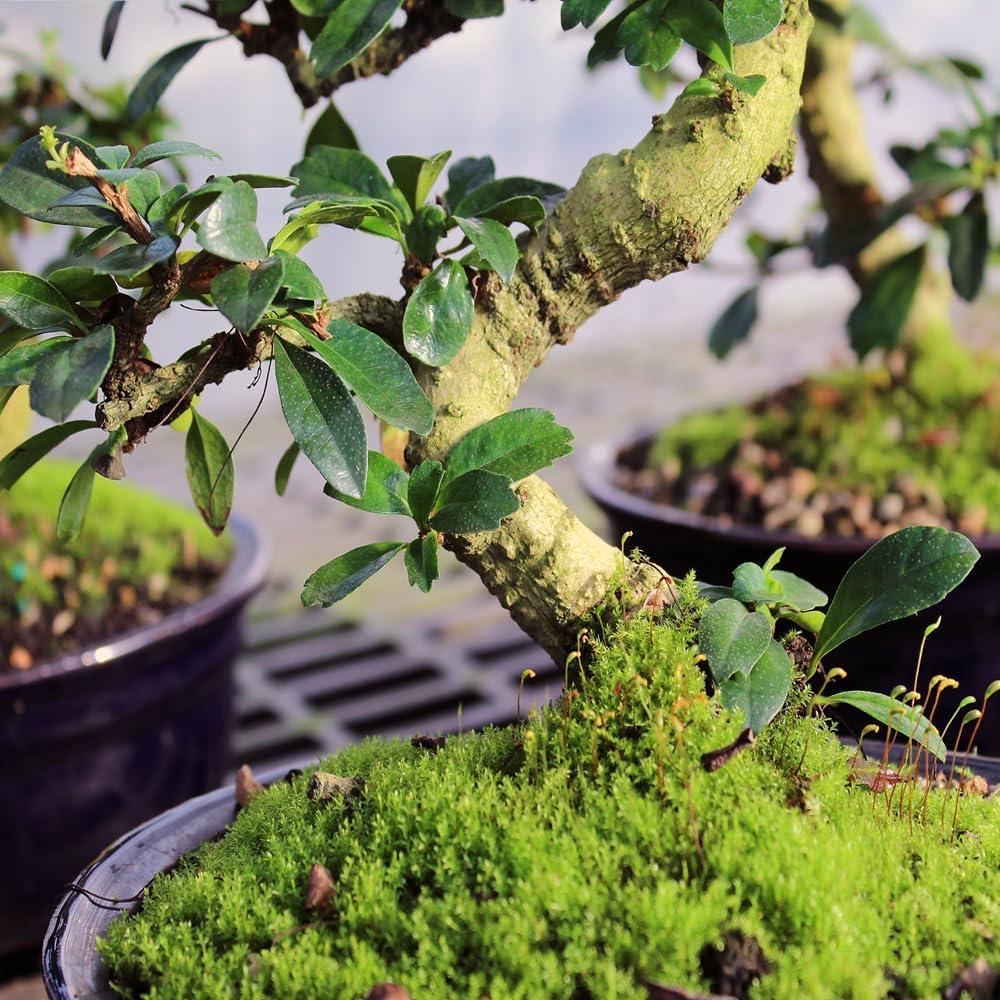 Medium Fukien Tea Bonsai Tree with Ceramic Pot