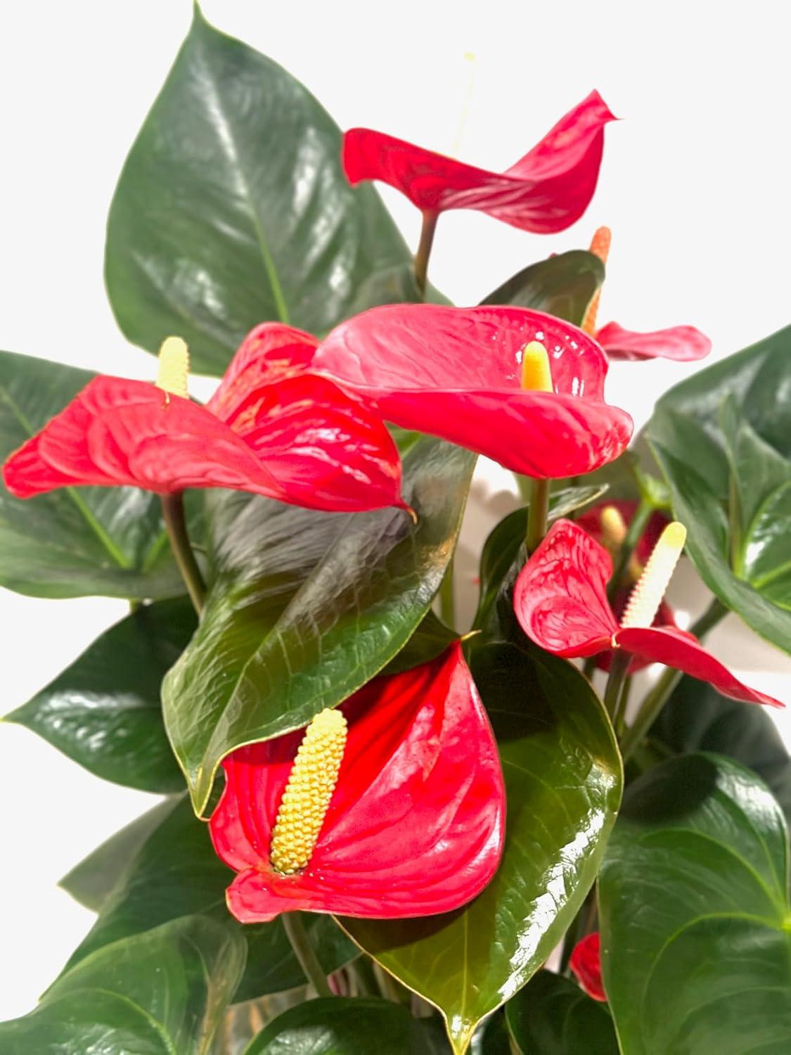 House Plant Shop Live Foliage Plant