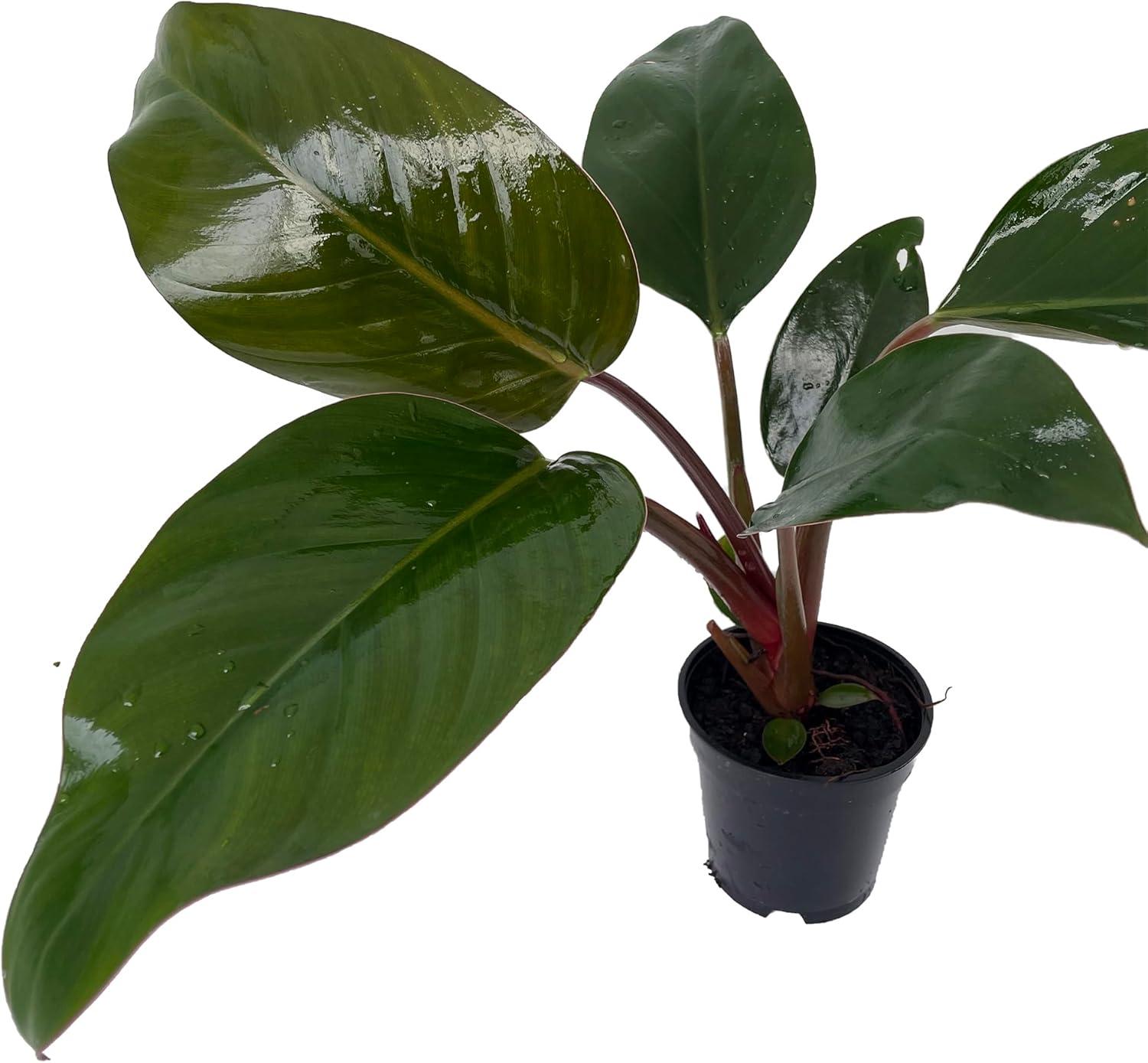 Rare Black Cardinal Philodendron in 4" Pot with Glossy Bronze Leaves