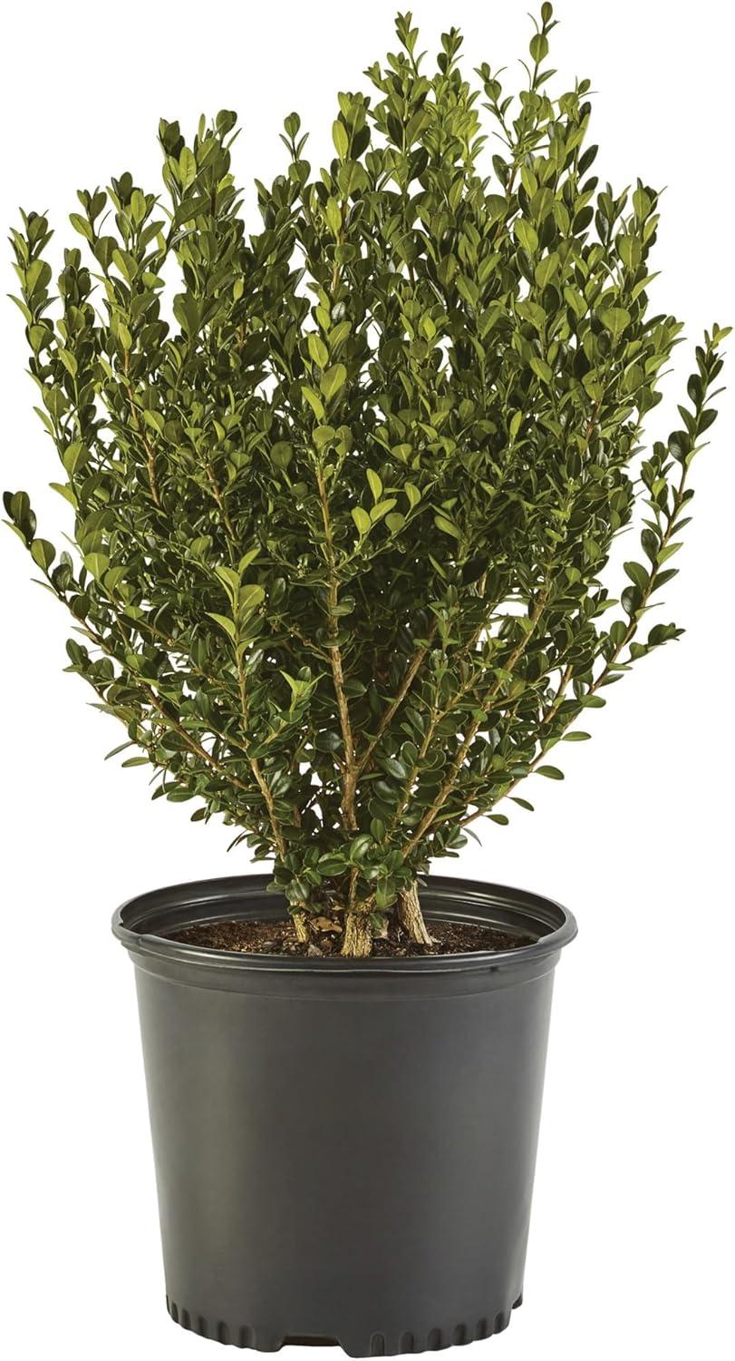 Expert Gardener 1 Gallon Wintergreen Boxwood Live Shrub