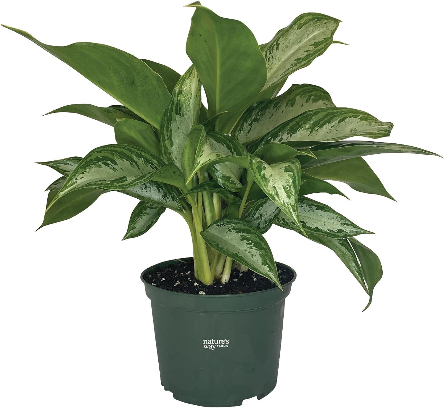 Aglaonema Crystal Bay Silver-Green Indoor Houseplant in Grower Pot