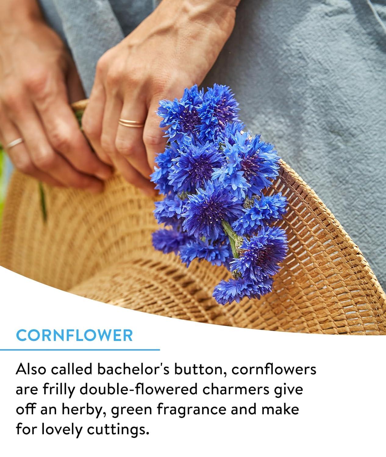 Burpee Hummingbird & Butterfly Mix Wildflower Seeds – Non-GMO, Attracts Pollinators, Annual & Perennial Flowers