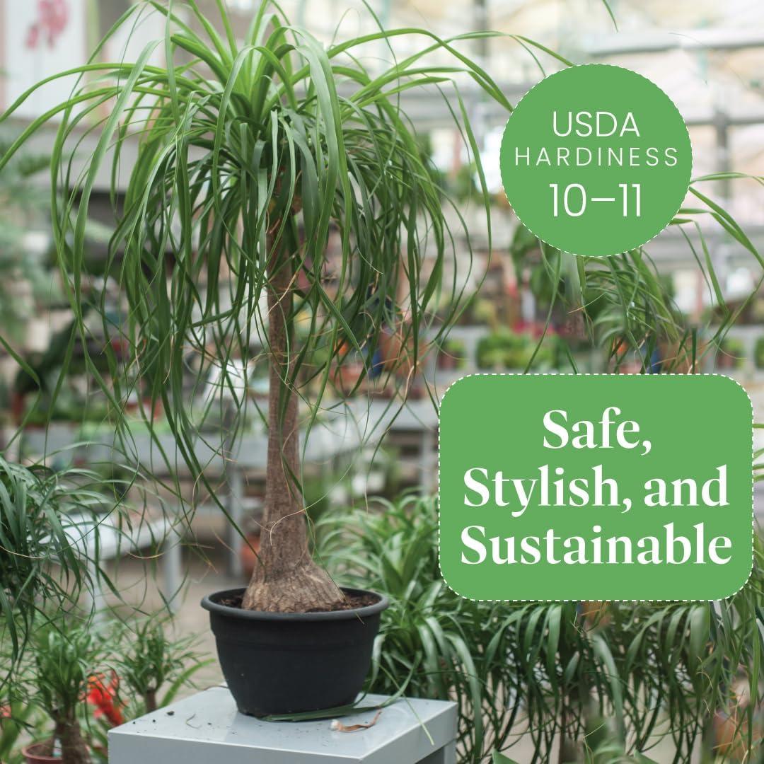 American Plant Exchange Ponytail Palm Tree, Extra Large Floor Plant, 10-Inch Pot, 3ft Tall, One-of-a-Kind Houseplant