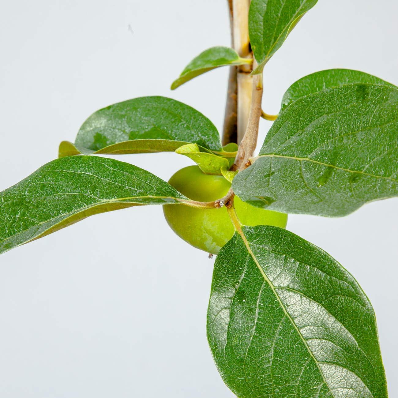 Fuyu Asian Persimmon Tree 4-5 ft with Green Foliage