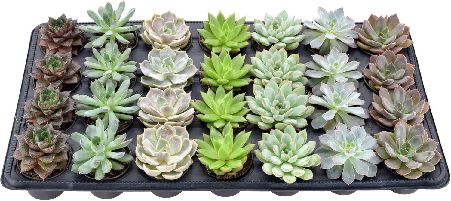 Echeveria Assorted Mini Succulents in Black Pots, 28-Pack