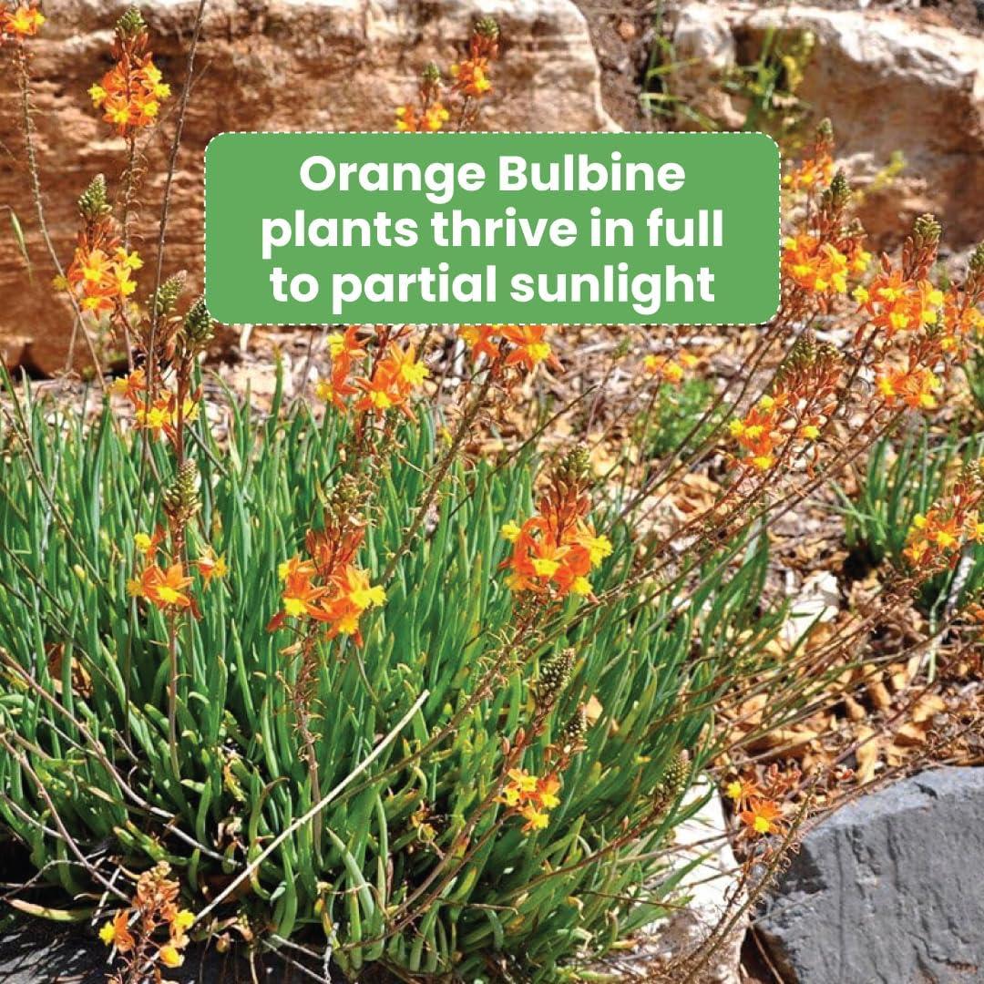 American Plant Exchange Live Orange Bulbine Landscape Plant, 6-Inch Pot