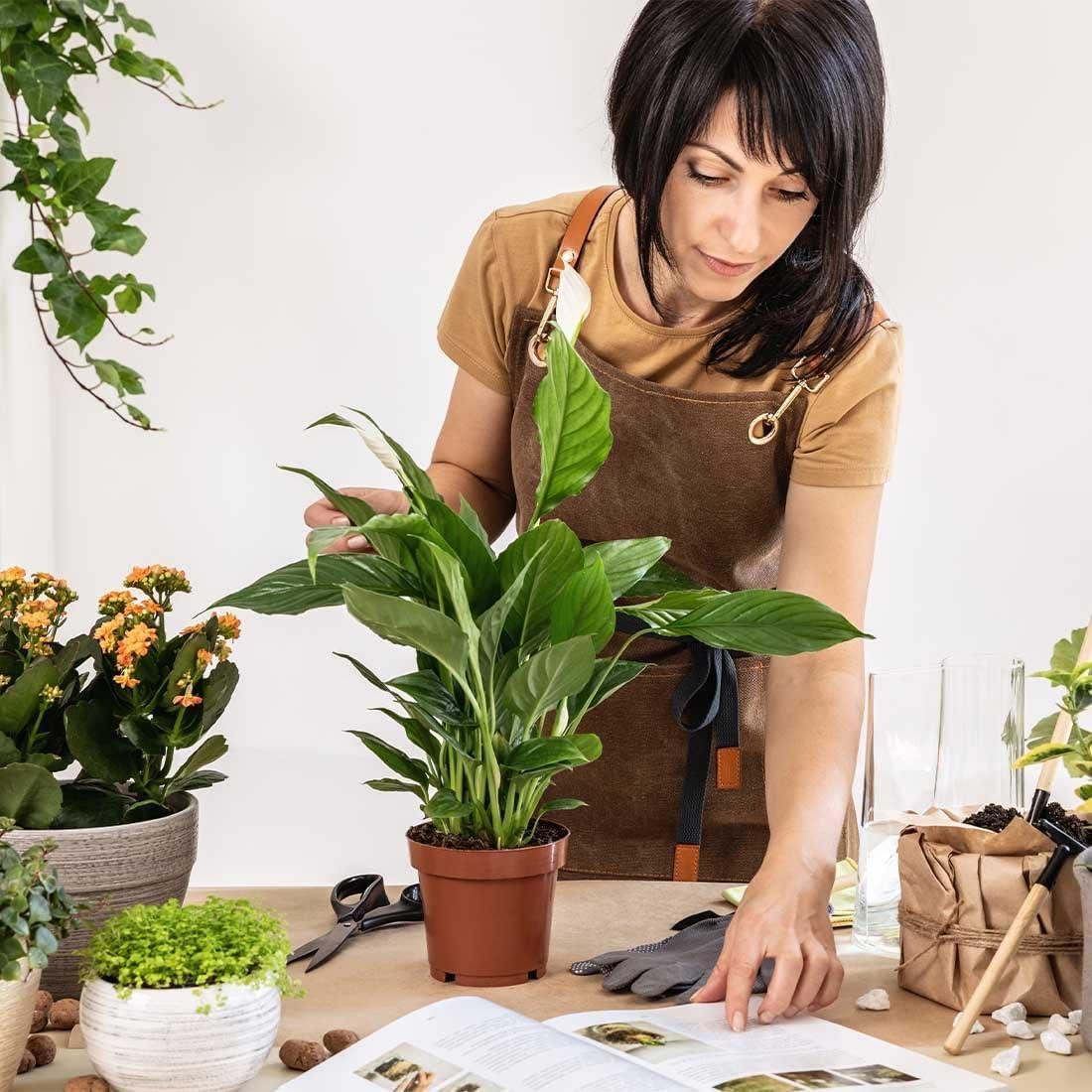 American Plant Exchange American Plant Exchange Live Flowering Plant Spathiphyllium Peace Lily, 4-Inch Pot, Bundles, Stylish Pot Cover Included