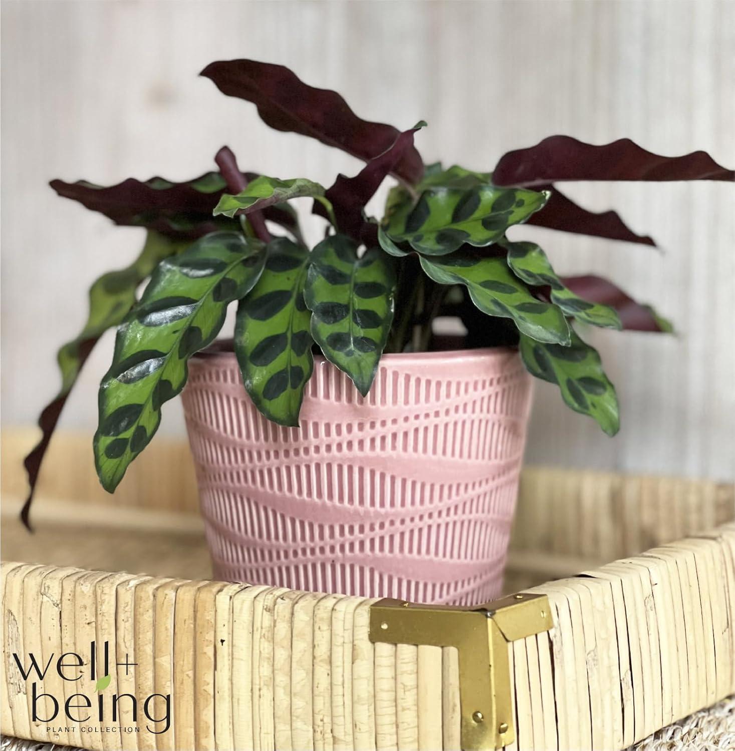 Nature's Way Farms Calathea Rattlesnake Live Plant (8-15 inches tall) in growers pot