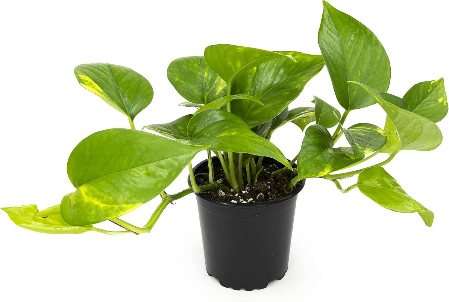 4in Golden Pothos Plant in Plastic Nursery Pot