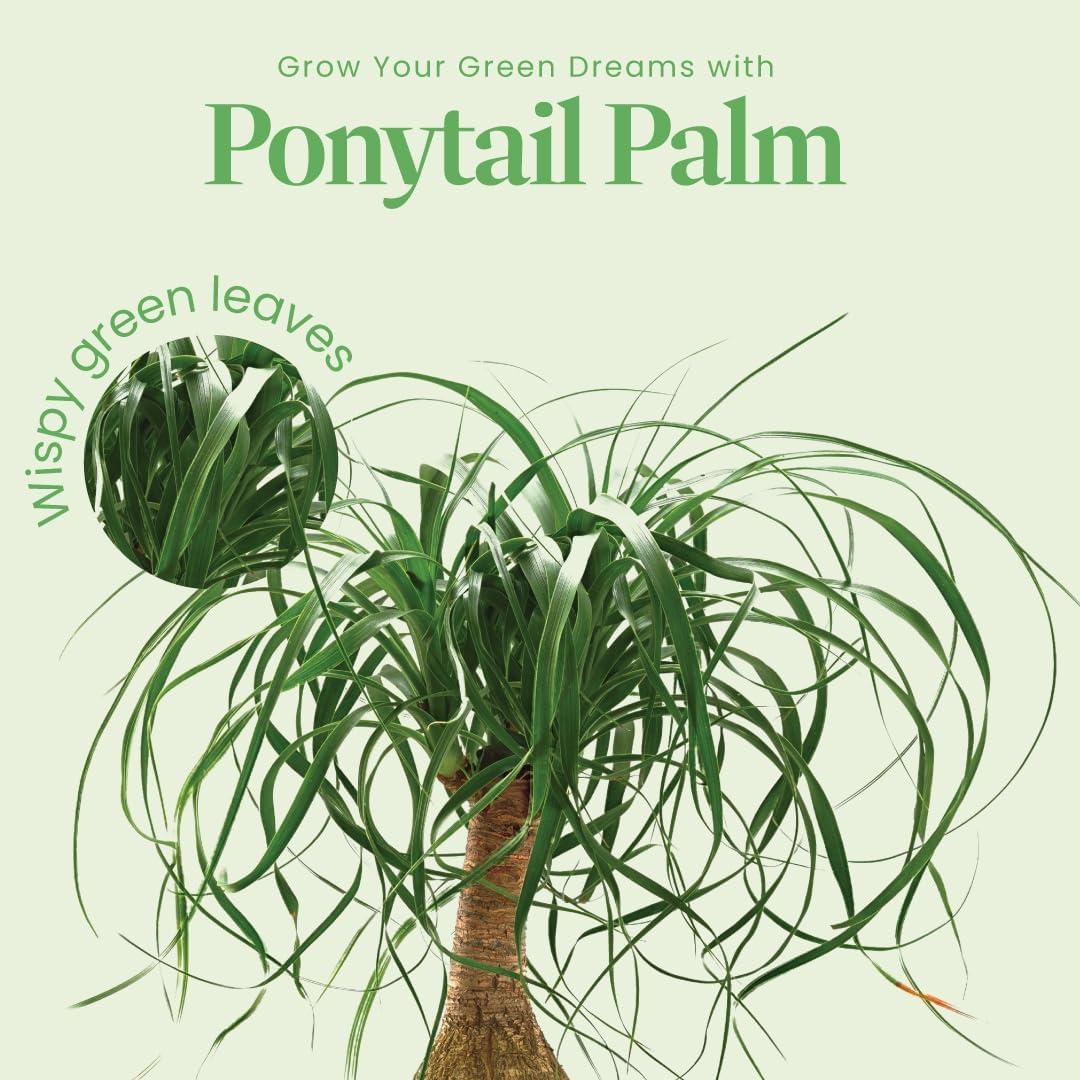 American Plant Exchange Ponytail Palm Tree, Extra Large Floor Plant, 10-Inch Pot, 3ft Tall, One-of-a-Kind Houseplant