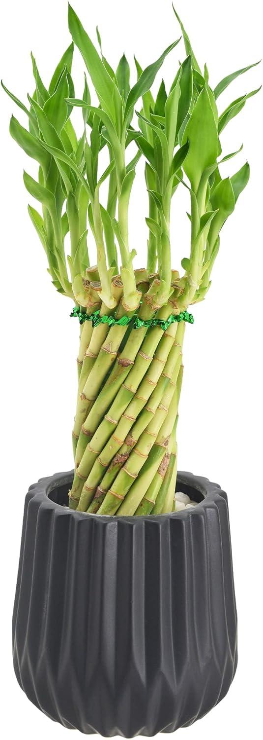 Arcadia Garden Products Live Bamboo Plant in Ceramic Planter