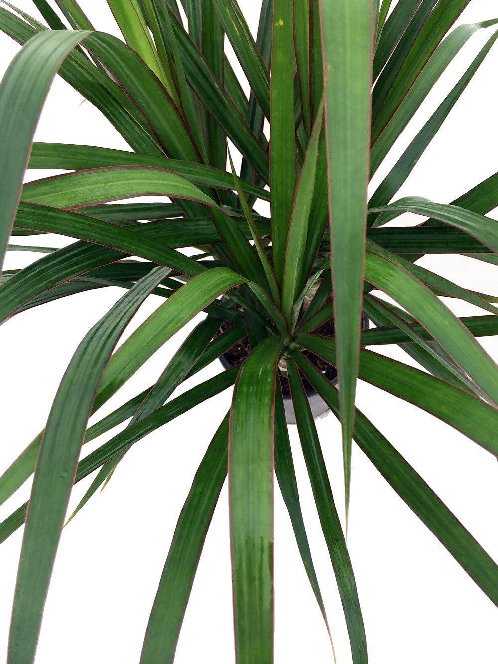 Madagascar Dragon Tree - Dracaena marginata - 6" Pot - Easy to Grow House Plant