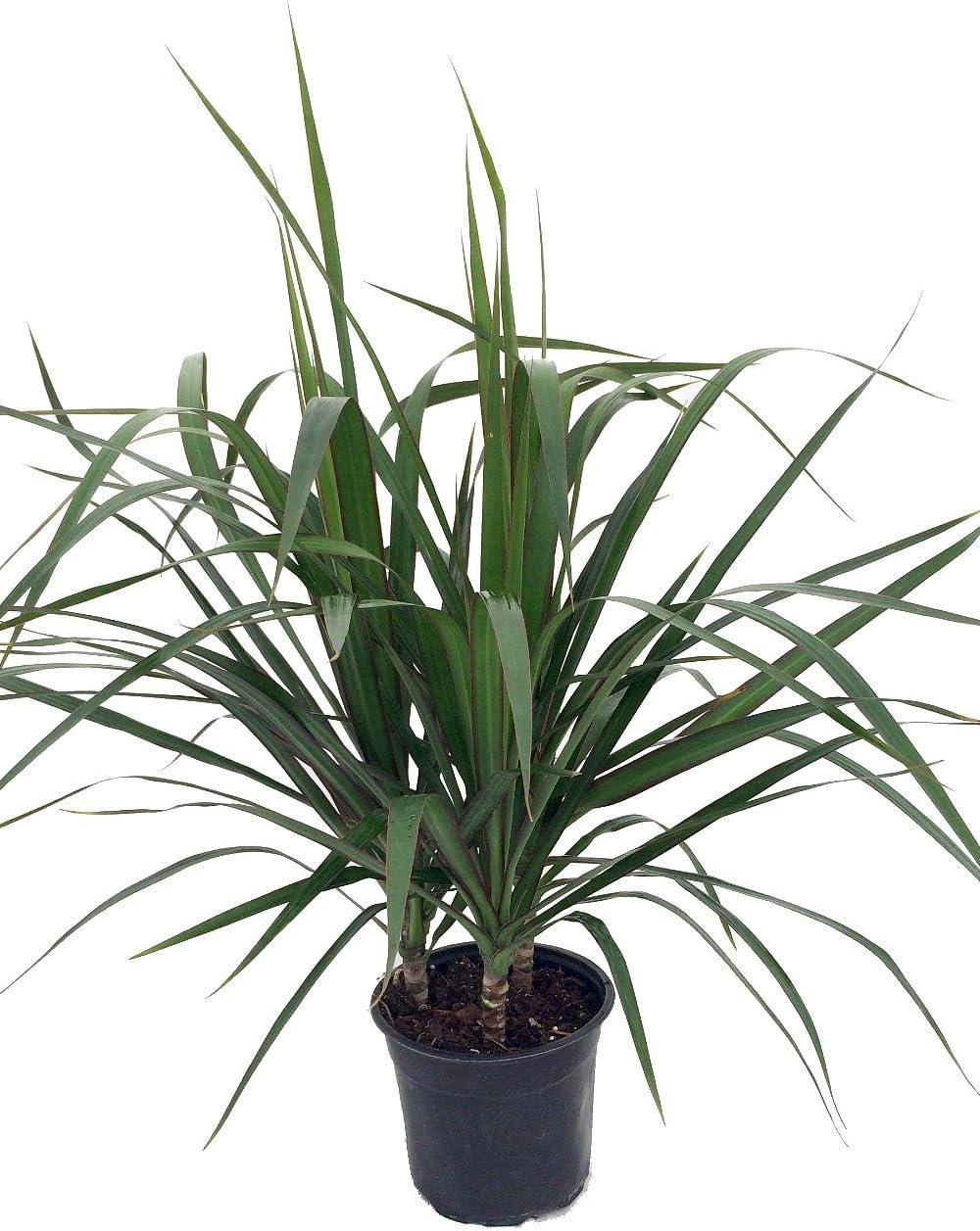 Madagascar Dragon Tree Dracaena in 6" Black Pot