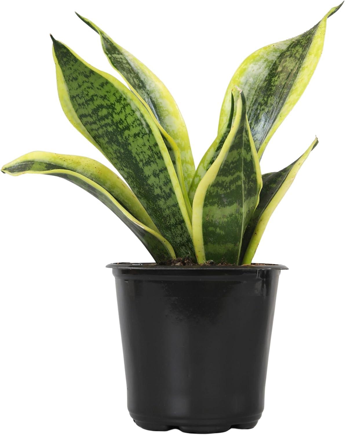 Sansevieria Superba Indoor Succulent with Yellow Edged Leaves