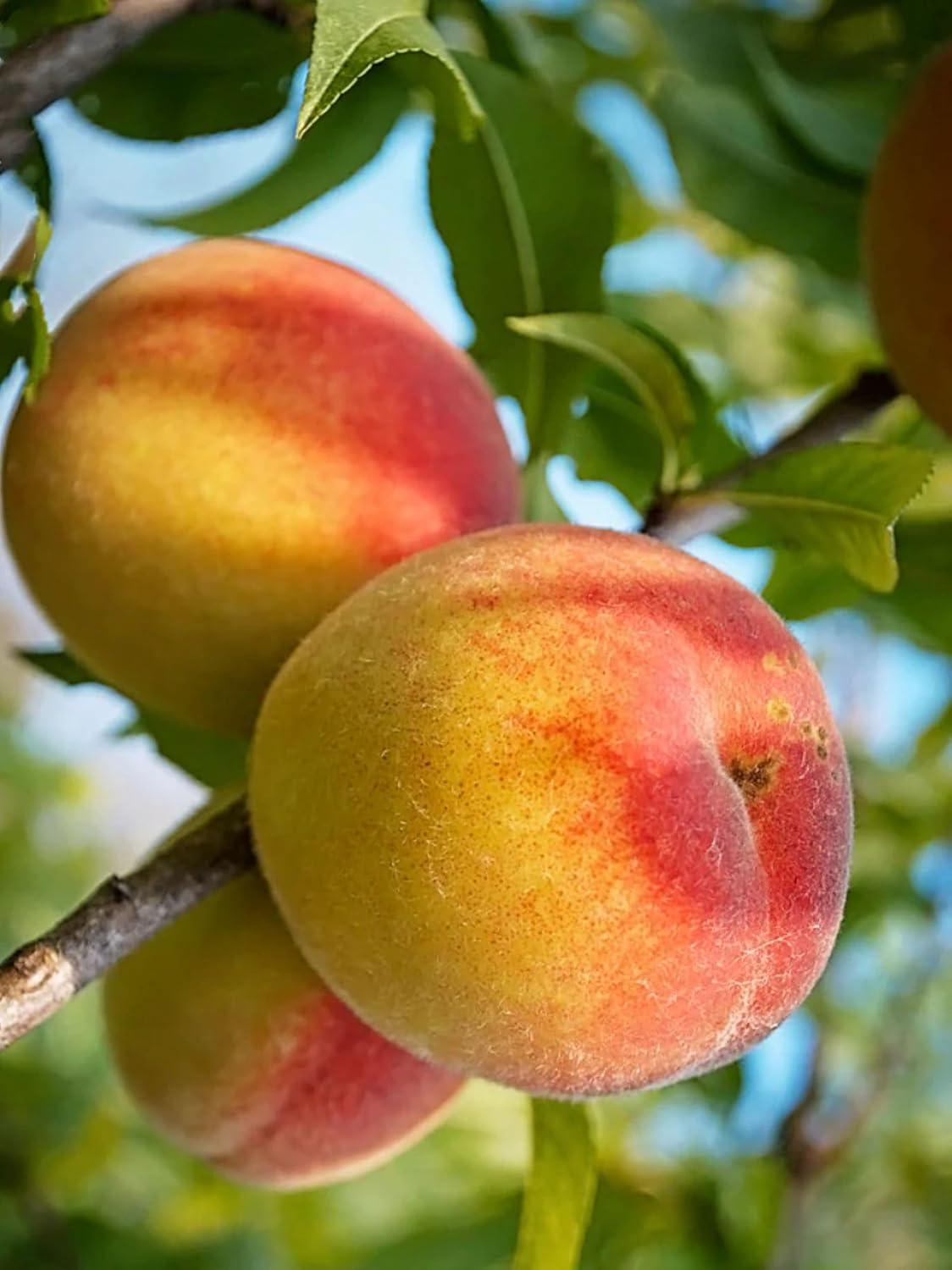 American Plant Exchange Fruit Trees Belle of Georgia Peach Outdoor Landscape Tree, Live Large 5-Gallon Pot