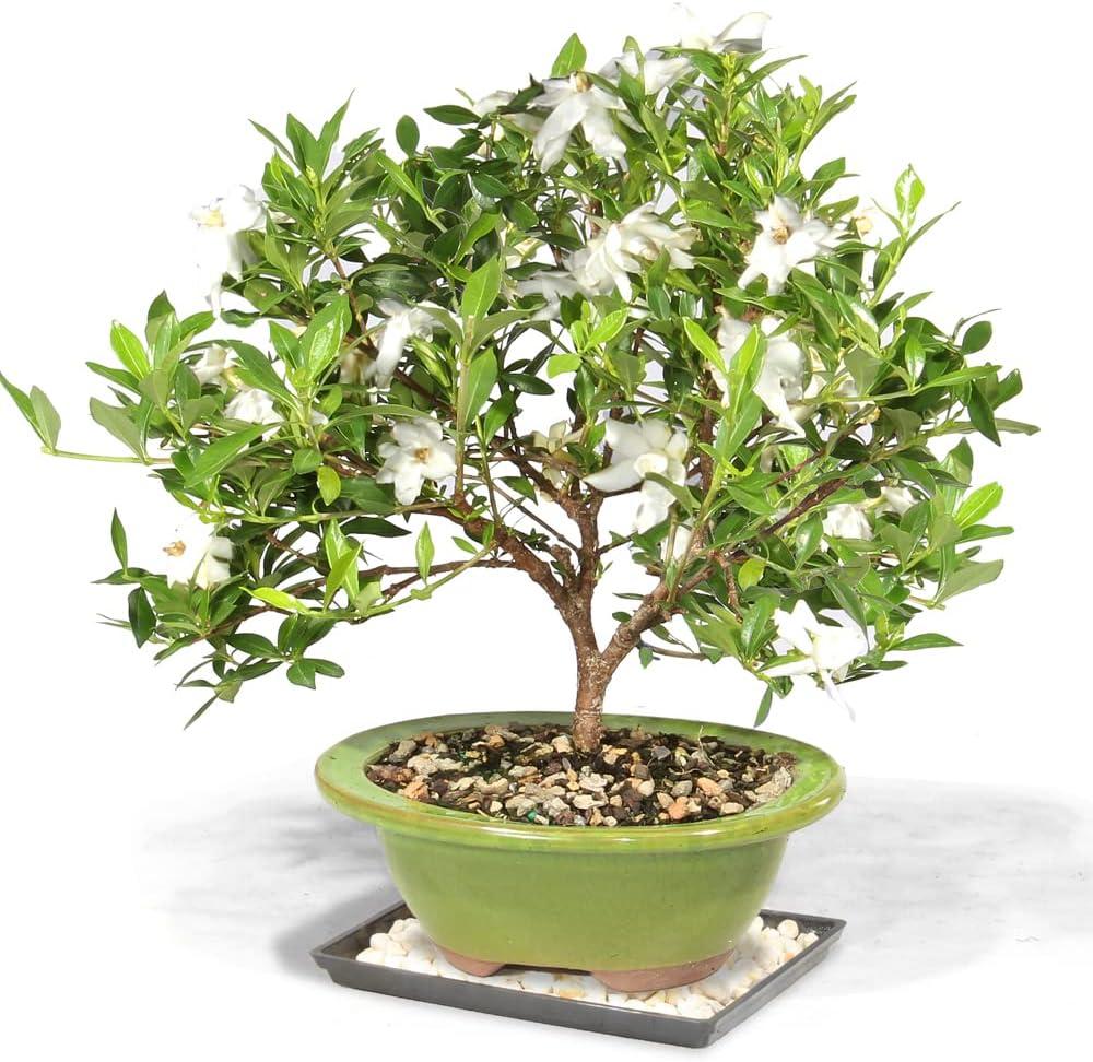 Evergreen Gardenia Bonsai Tree with Ceramic Pot and Tray