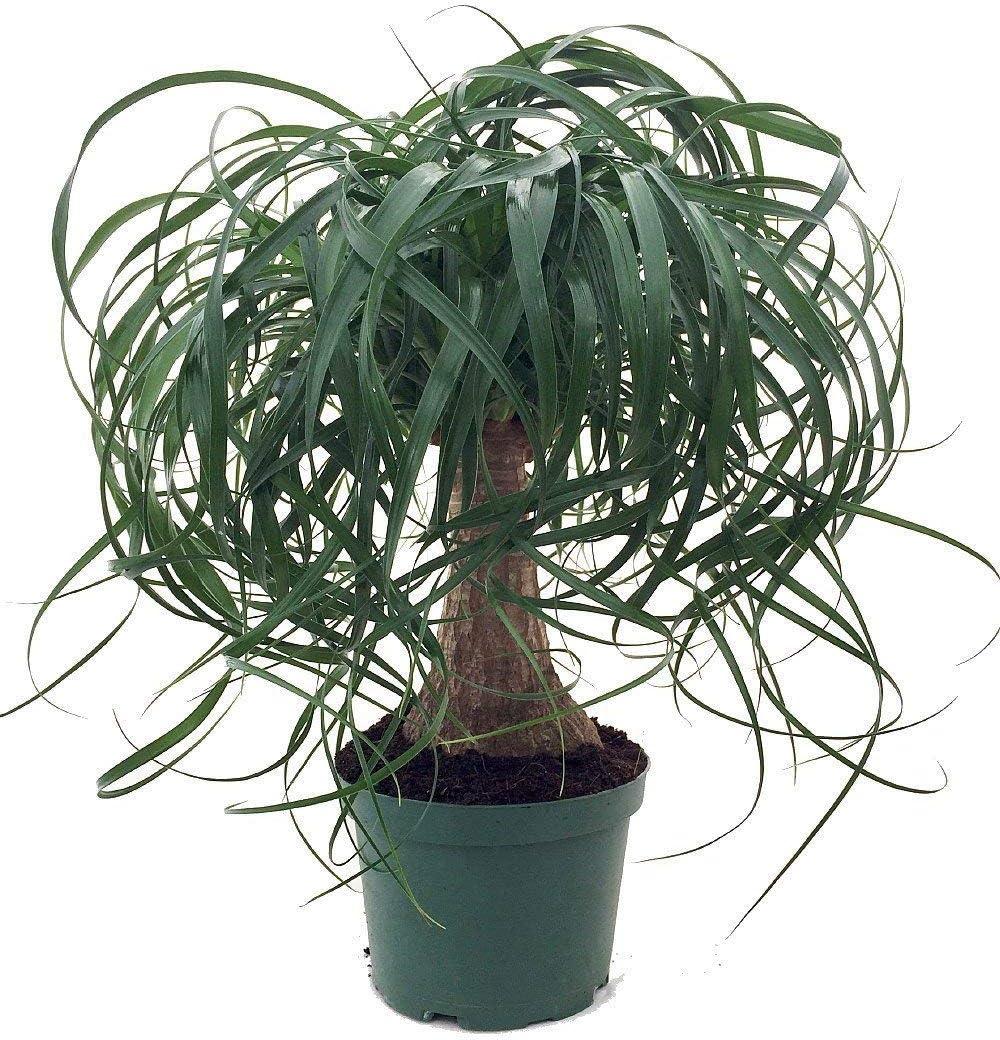 Medium Green Ponytail Palm Bonsai in Black Plastic Pot