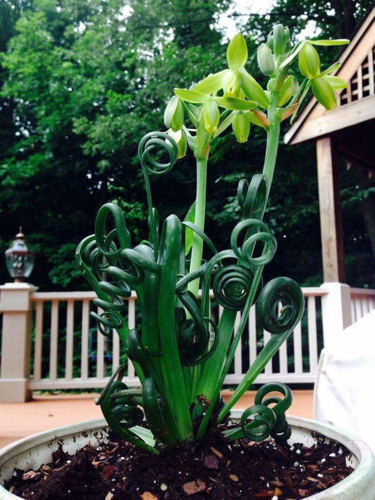 Rare Albuca Spiralis Frizzle Sizzle Succulent Bulbs