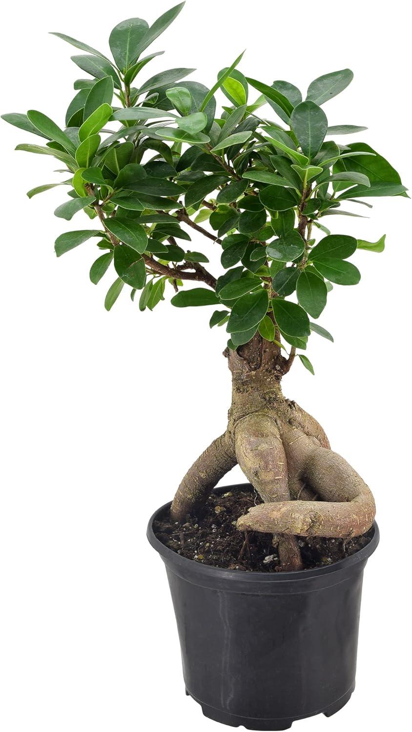 13'' Ficus Plant