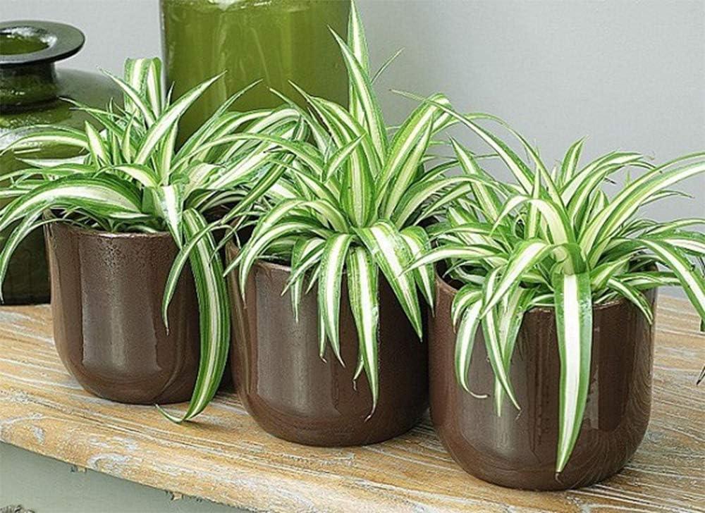 Variegated Green and White Spider Plant in 6" Pot