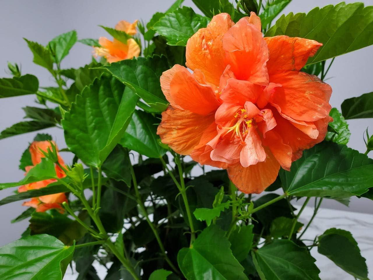 Tropical Plants of Florida 26" to 28" Double Peach Hibiscus Bush; Flowering Plant, Full Sunlight