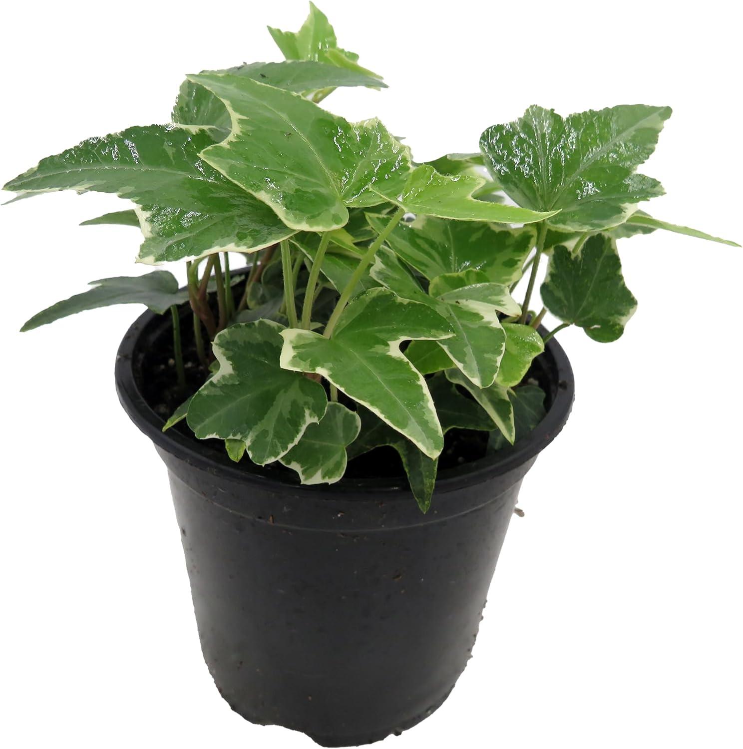 Glacier English Ivy in 4" Green Pot