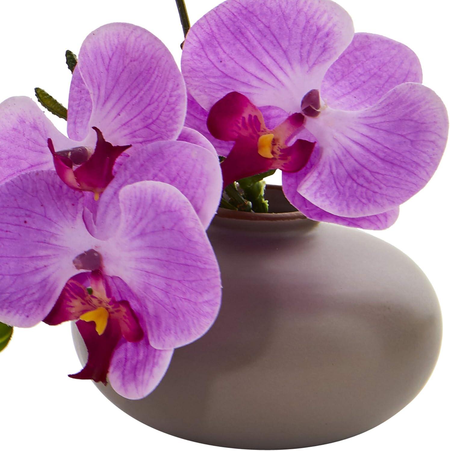 Set of Three 7" Multicolor Potted Orchid Arrangements