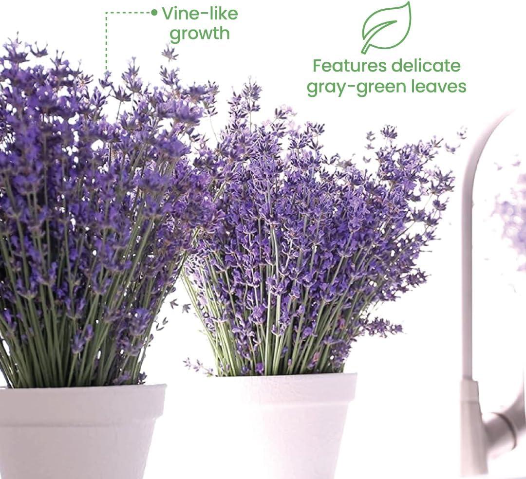 American Plant Exchange English Lavender, Live Aeromatic Plant, 6-Inch Pot, Flowering Houseplant Perfect for Windowsills