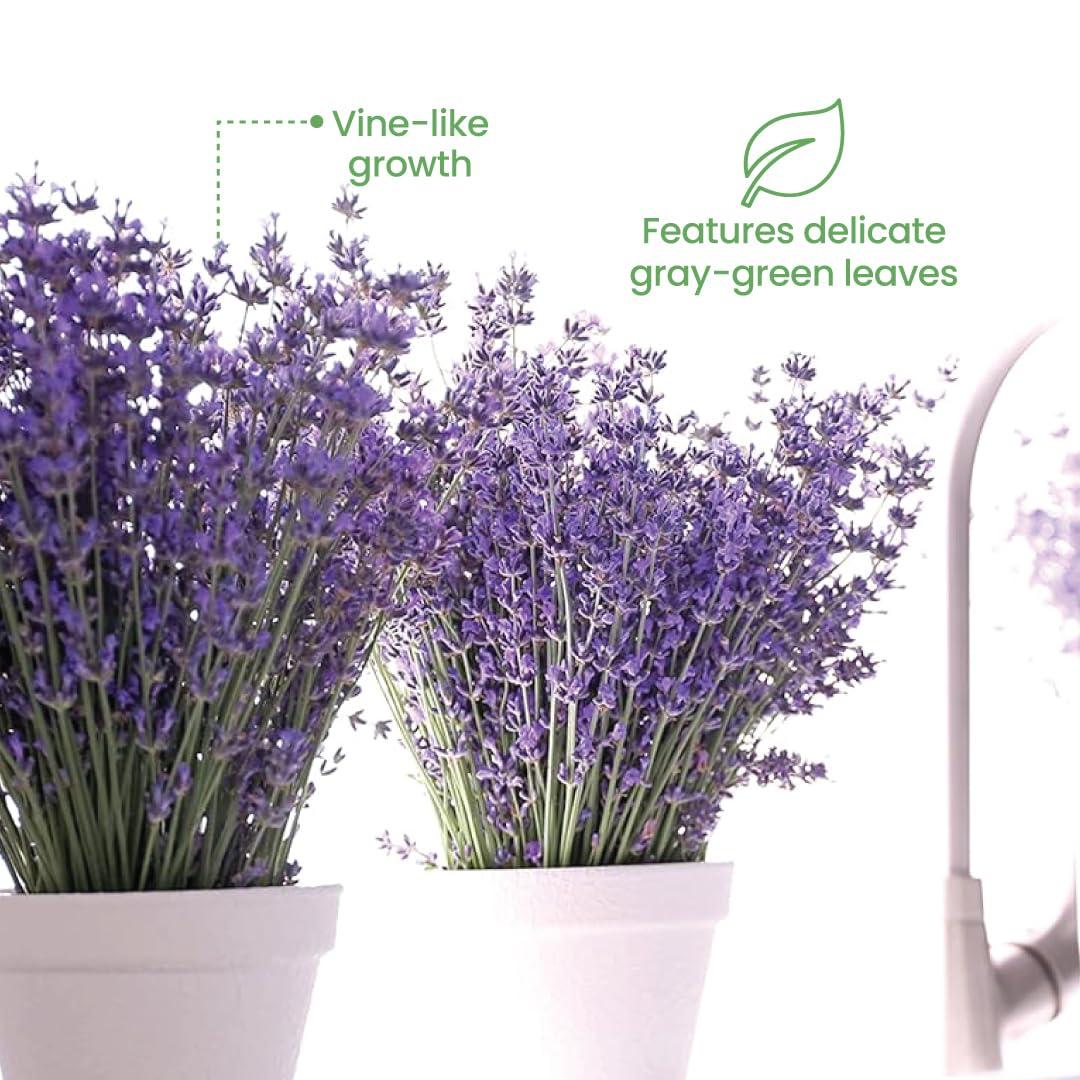 American Plant Exchange American Plant Exchange English Lavender, Live Aeromatic Plant, 6-Inch Pot, Flowering Houseplant Perfect for Windowsills