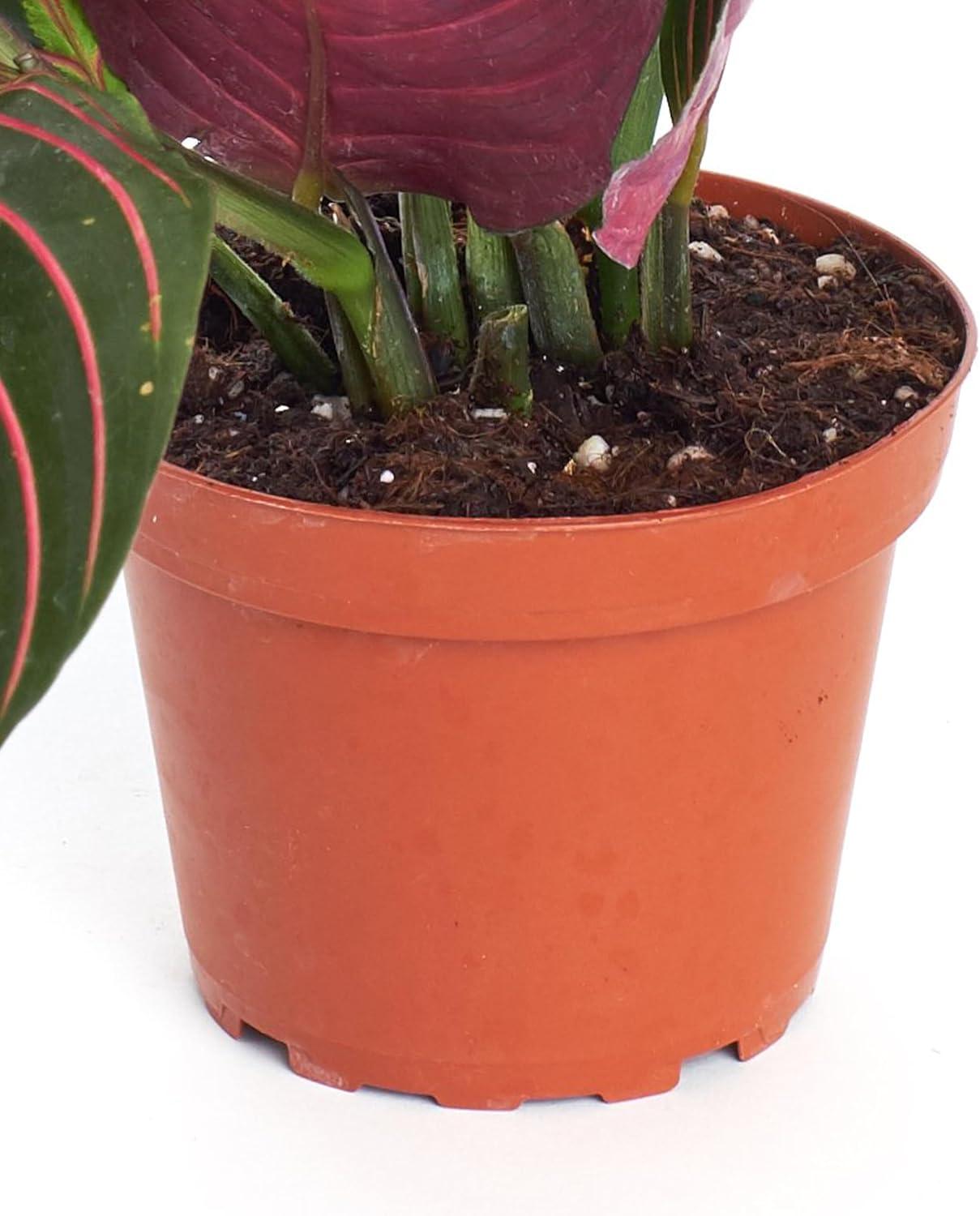 Large Maranta Red Prayer Plant in Brown Grower Pot