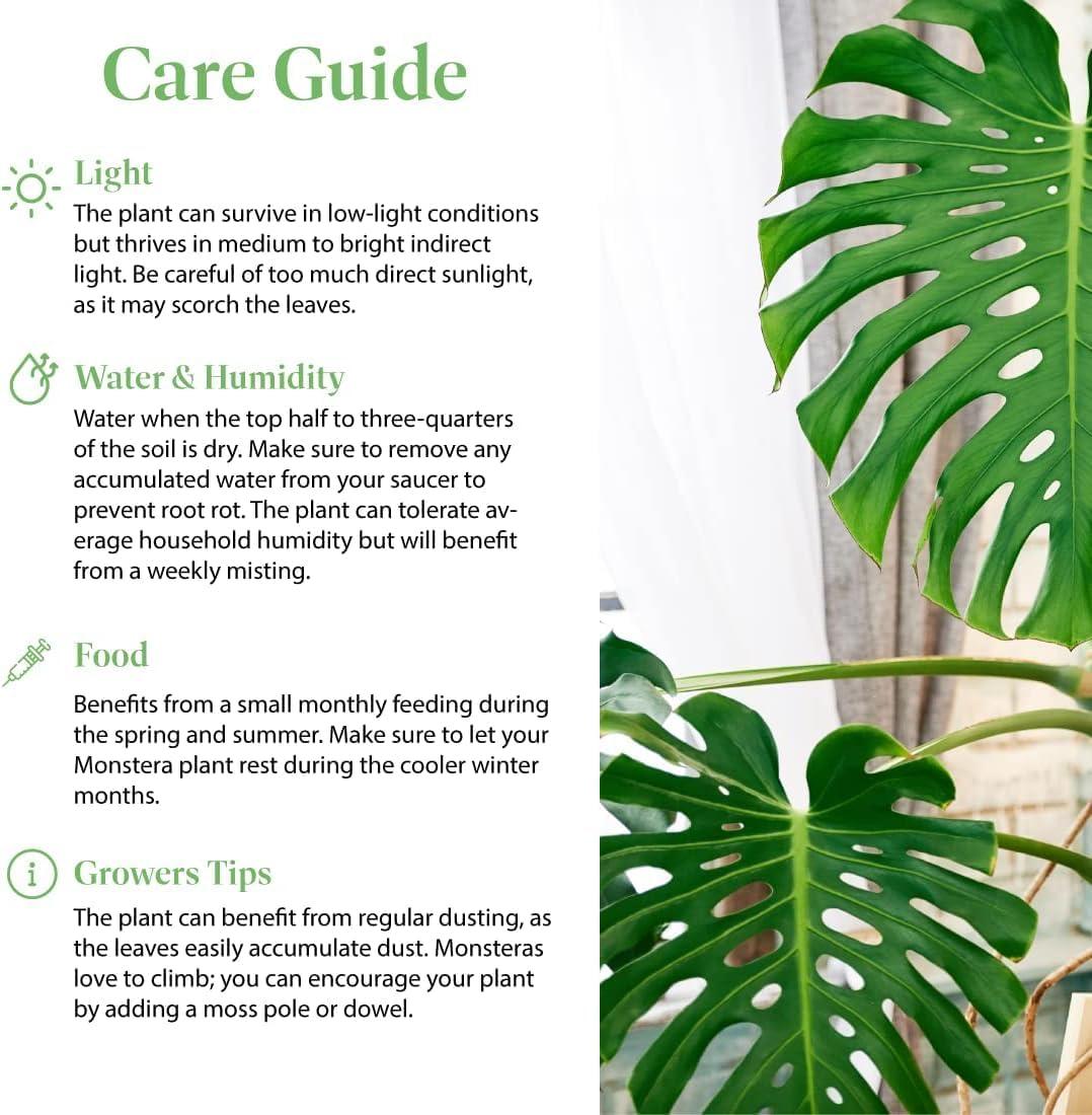 American Plant Exchange Monstera Adansonii Swiss Cheese, 4-Inch Pot, Live Vining Houseplant
