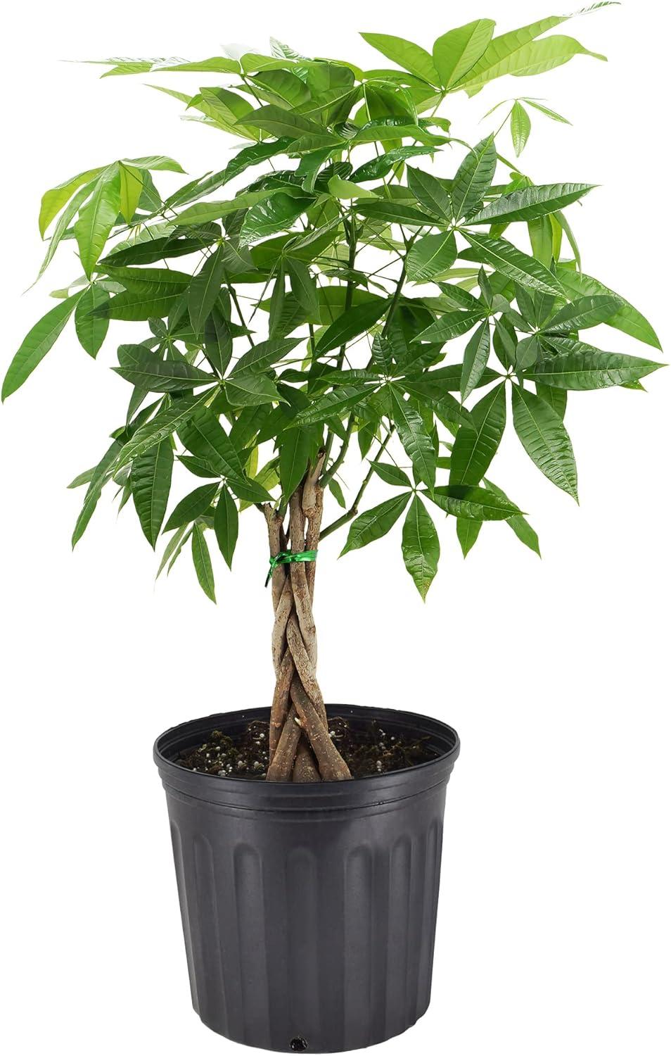 Pachira Aquatica Money Tree in Black Plastic Pot