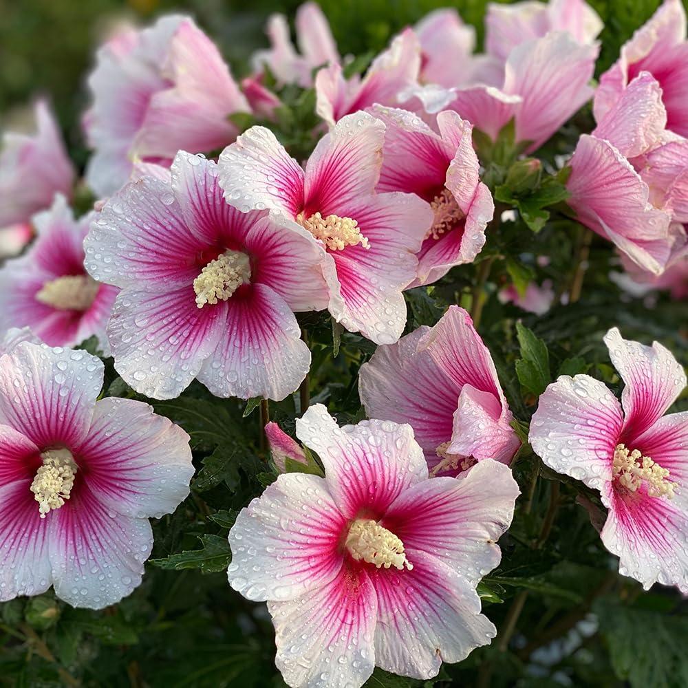 Paraplu Pink Ink Hibiscus in 2-Gallon Container