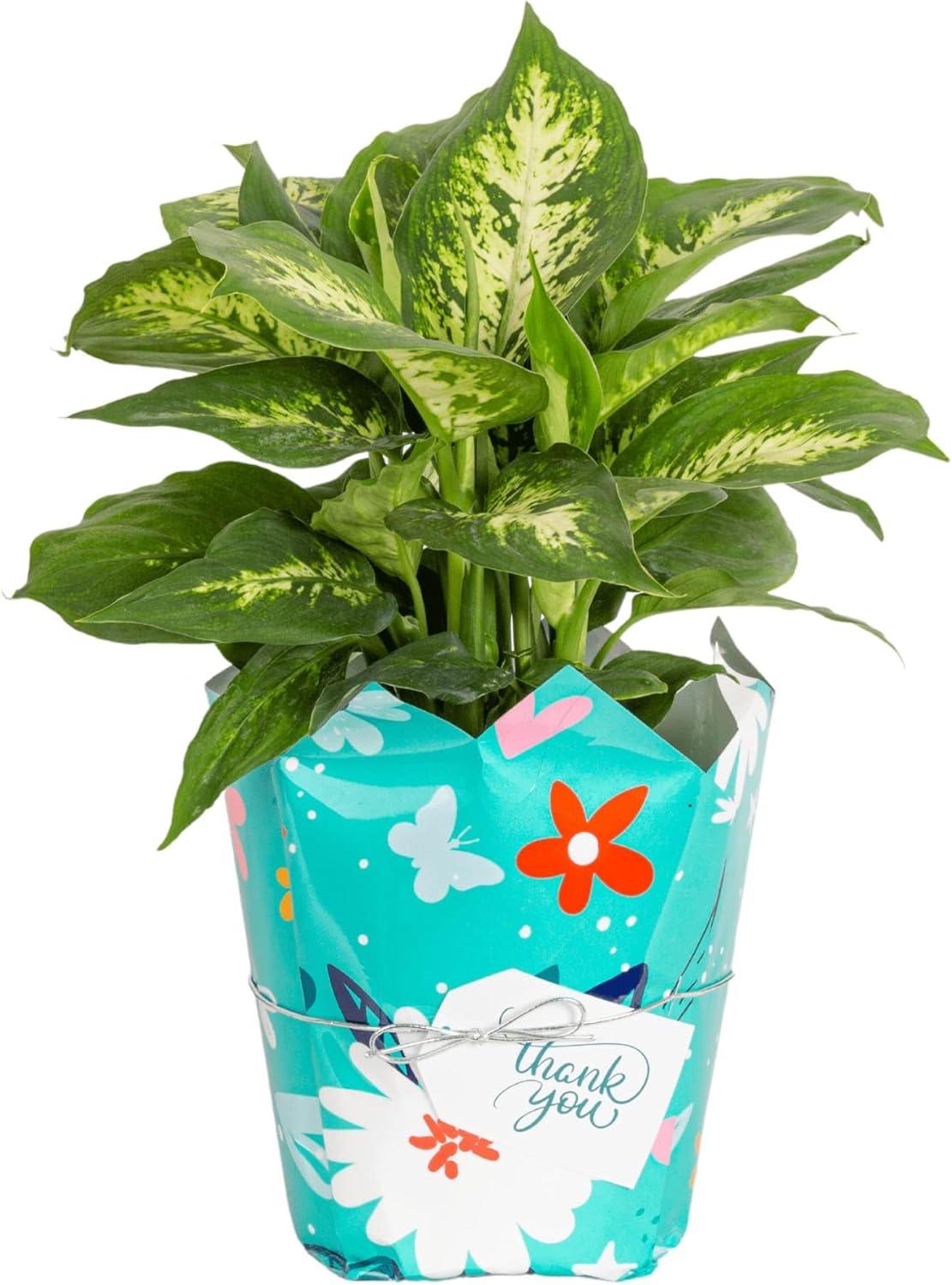 Costa Farms 12" Tall Dieffenbachia, Bright Indirect Sunlight, Indoor Live House Plants, Grow Pot